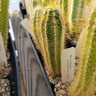 Pilosocereus albisummus (GO 265)