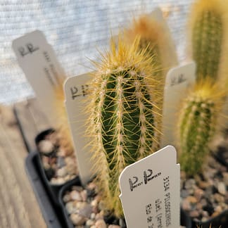Pilosocereus albisummus (GO 265)
