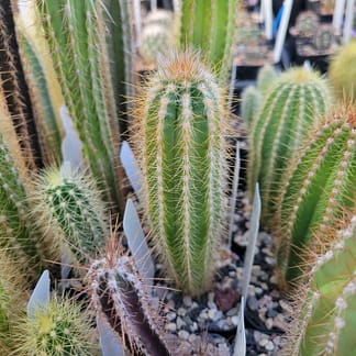 Pilosocereus albisummus (GO 265)