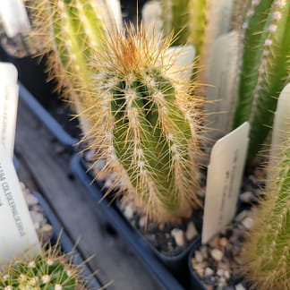 Pilosocereus albisummus (GO 265)