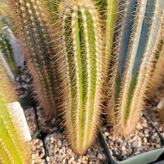 Pilosocereus albisummus (GO 265)