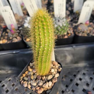Pilosocereus aurisetus ssp. supthutianus (GO 54)