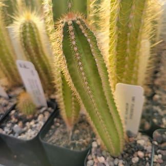 Pilosocereus azulensis (GO 253)