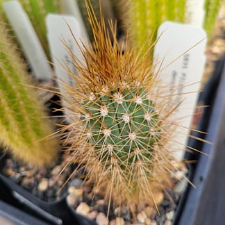 Pilosocereus densiareolatus (GO 21)
