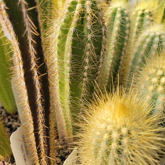 Pilosocereus albisummus (GO 265)