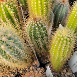 Pilosocereus aff. diersianus (GO 271)