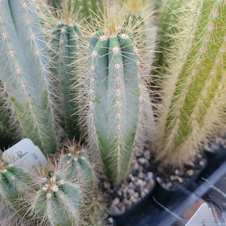 Pilosocereus cf. pachycladus (ex P. glaucochrous)