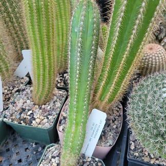 Pilosocereus fulvilanatus ssp. vanheekianus (GO 53)