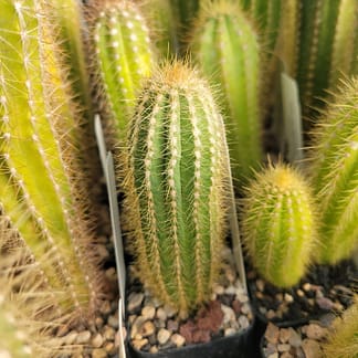 Pilosocereus hermii (GO 267)