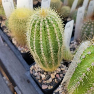 Pilosocereus hermii (GO 267)