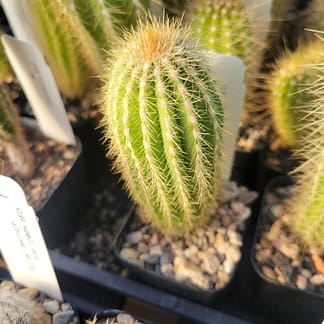 Pilosocereus hermii (GO 267)