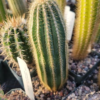 Pilosocereus hermii (GO 267)