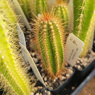 Pilosocereus machrisii (GO 396)
