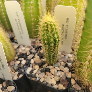 Pilosocereus machrisii (GO 843)