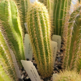 Pilosocereus machrisii (GO 843)