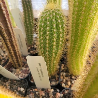Pilosocereus machrisii (GO 839)