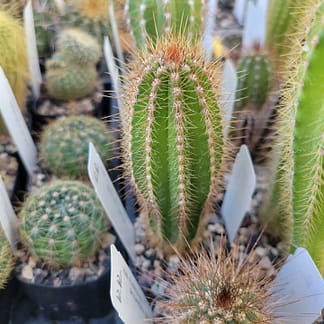 Pilosocereus machrisii (GO 396)