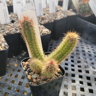 Pilosocereus parvus (GO 283)