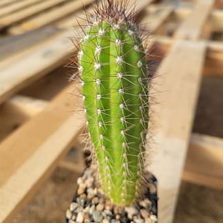 Pilosocereus fulvilanatus (GO 789)