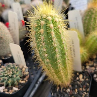 Pilosocereus schoebelii (GO 14)