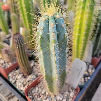 Pilosocereus cf. pachycladus