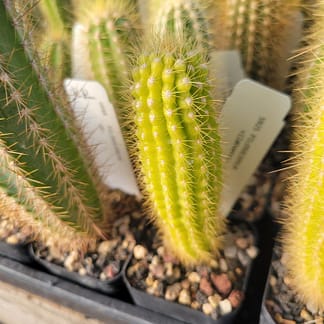 Pilosocereus vilaboensis (GO 853)