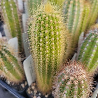 Pilosocereus vilaboensis (GO 853)