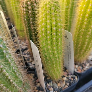 Pilosocereus vilaboensis (GO 853)