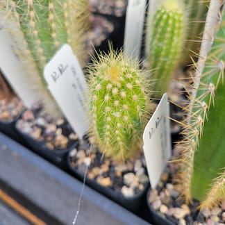 Pilosocereus vilaboensis (GO 853)