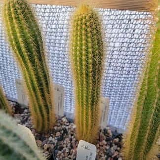 Pilosocereus vilaboensis (GO 853)