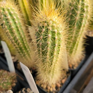 Xiquexique (Pilosocereus) frewenii (GO 407)