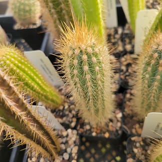 Xiquexique (Pilosocereus) frewenii (GO 407)