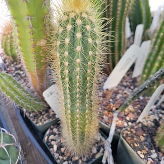 Xiquexique (Pilosocereus) frewenii (GO 407)