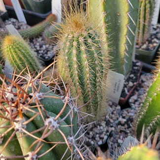 Xiquexique (Pilosocereus) frewenii (GO 407)