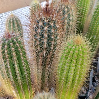 Xiquexique (Pilosocereus) gounellei (GO 84)