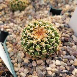 Discocactus hartmannii (MH 854)