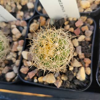 Discocactus zehntneri ssp. boomianus (MH 638)