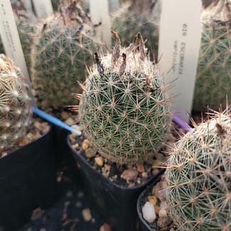 Escobaria tuberculosa var. varicolor