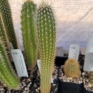 Weberbauerocereus albus (RH 5562a)