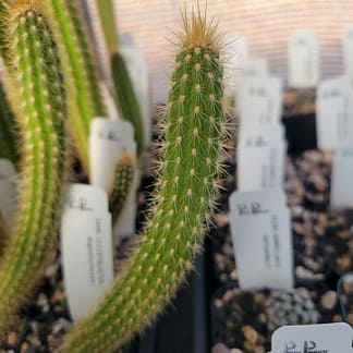 Cleistocactus angosturensis