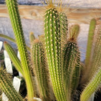 Cleistocactus ayopayanus (RH 5082)