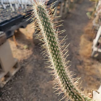 Cleistocactus baumannii var. paraguariensis (HU 697)