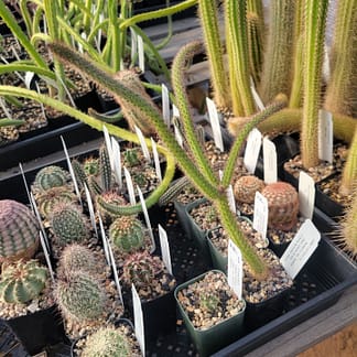Cleistocactus baumannii ssp. horstii (with locality)