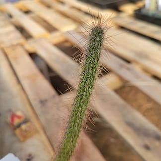 Cleistocactus baumannii