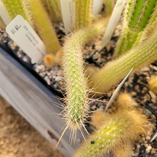 Cleistocactus baumannii