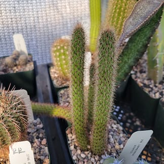 Cleistocactus baumannii