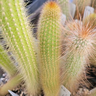 Cleistocactus brookeae ssp. vulpis-cauda