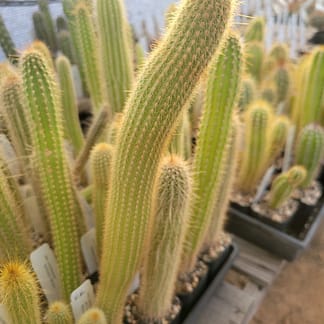Cleistocactus aff. buchtienii (with locality)