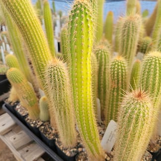 Cleistocactus buchtienii (MN 611)
