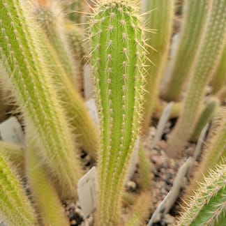 Cleistocactus buchtienii (MN 611)